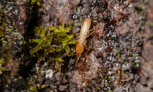 best termite control services in Bandlaguda Jagir